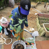 福岡県福岡市南区ジューンベリーと月桂樹（ローリエ）とレモンの植樹風景