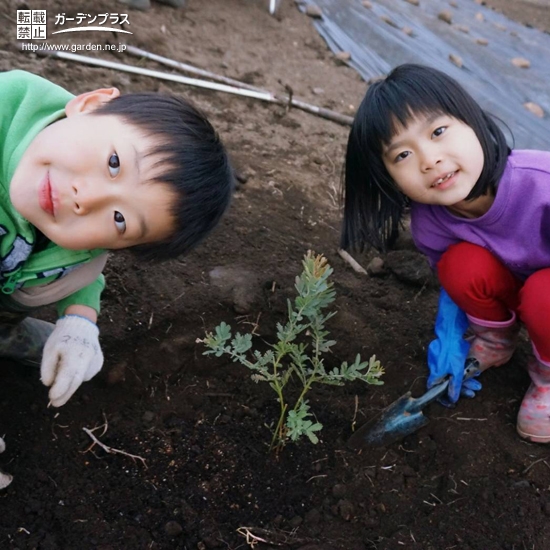 ミモザ植樹の様子①