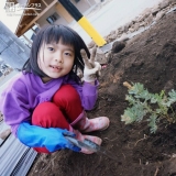 ミモザ植樹の様子②