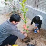 レモン植樹の様子