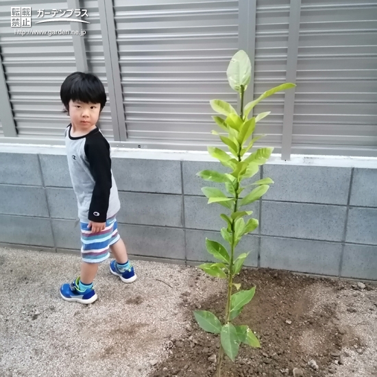 植樹後の記念写真