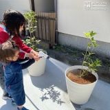 植樹の様子