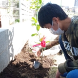 植樹の様子