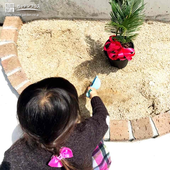 ソテツ植樹の様子