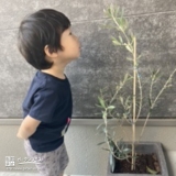 植樹後のオリーブ