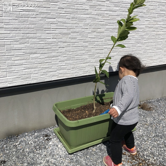 レモン植樹の様子