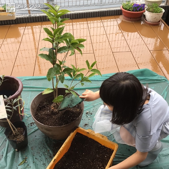 植樹の様子