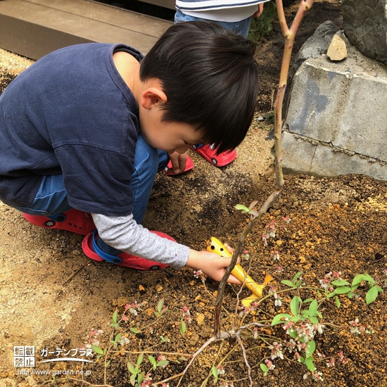 植樹の様子①