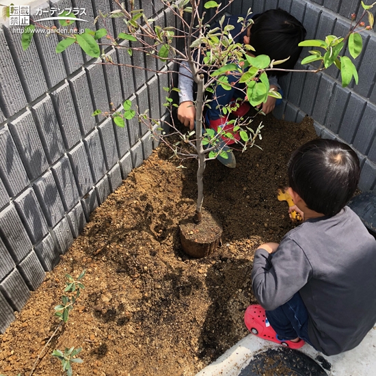 植樹の様子②