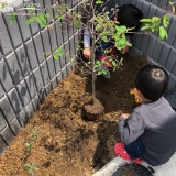 植樹の様子②