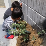 植樹の様子③