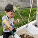 オリーブ植樹の様子