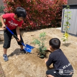 ミモザ植樹の様子