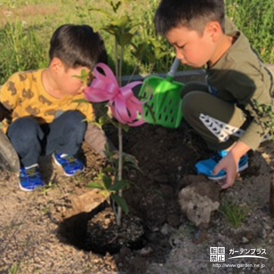 キンモクセイ植樹の様子