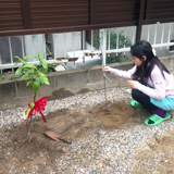 大阪府門真市ジューンベリーとレモンの植樹風景