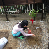 大阪府門真市ジューンベリーとレモンの植樹風景