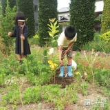 レモン植樹の様子