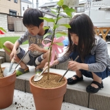 レモン植樹の様子