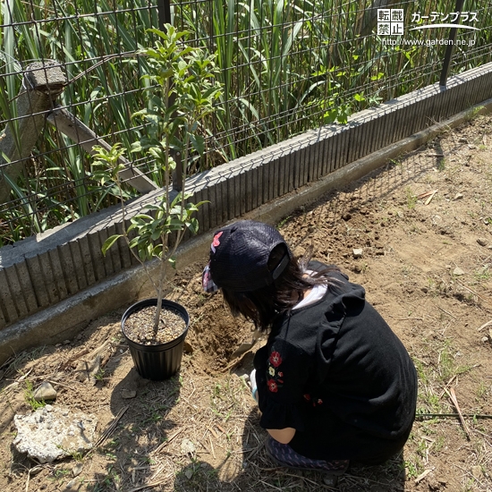 キンモクセイ植樹の様子