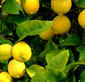 茨城県つくば市レモンの植樹風景