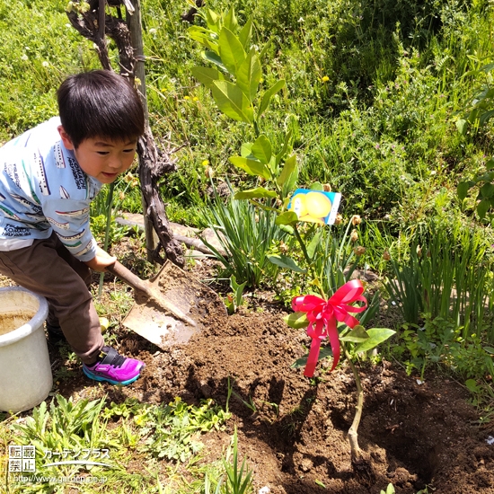 レモン植樹の様子