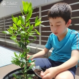 ローリエ植樹の様子②