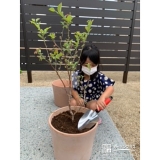 ブルーベリー植樹の様子