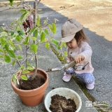 ジューンベリー植樹の様子