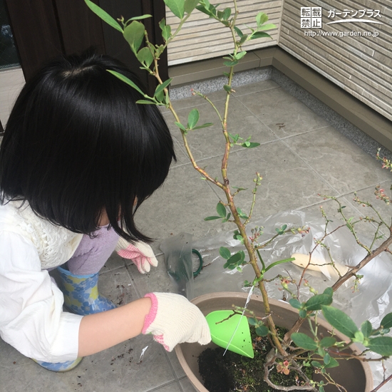 ブルーベリー植樹の様子