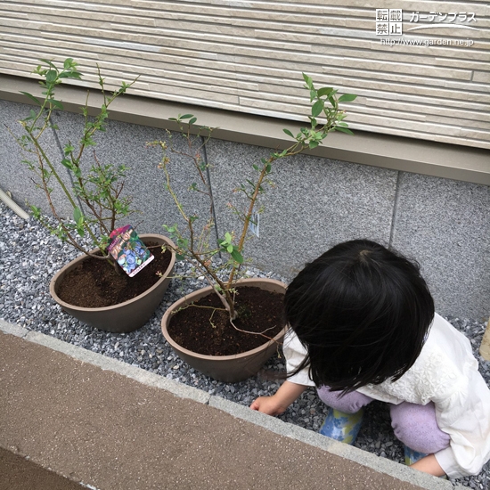 植樹したブルーベリーと記念撮影