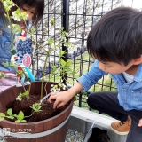 ブルーベリー植樹の様子