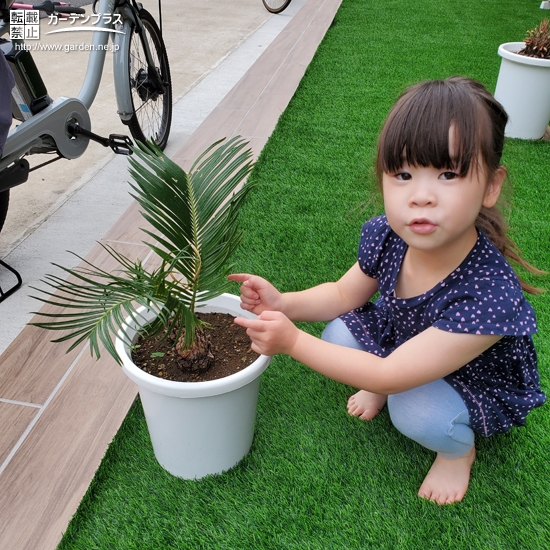 ソテツ植樹の様子