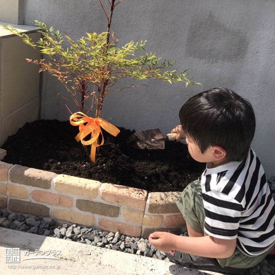 ナンテン植樹の様子