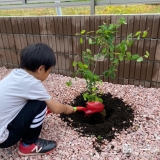 ジューンベリー植樹の様子