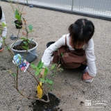 ブルーベリー植樹の様子②