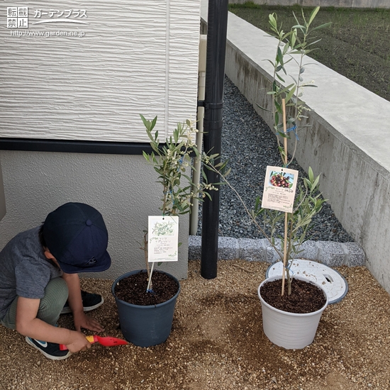 オリーブ植樹の様子②