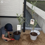 オリーブ植樹の様子②