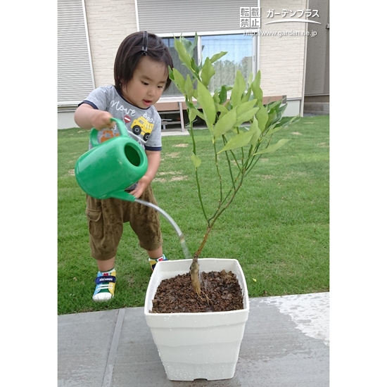 植樹したキンカンへ水やりの様子①