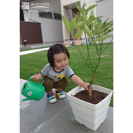 植樹したキンカンへ水やりの様子②