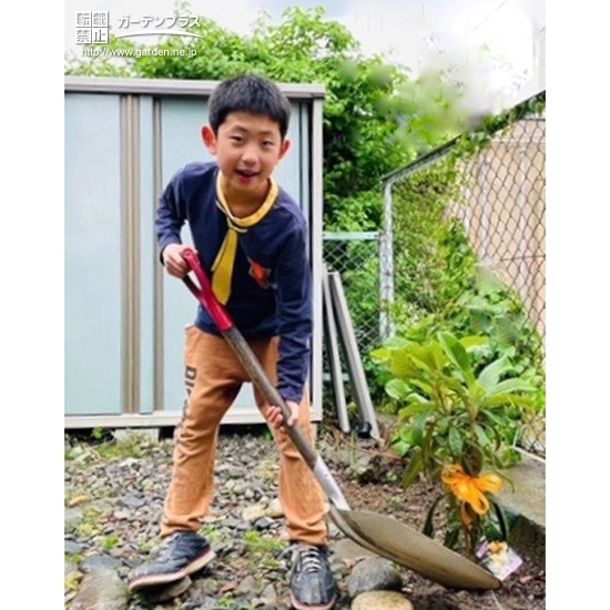 ビワ植樹の様子