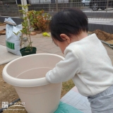 四季咲きモクセイ植樹の様子