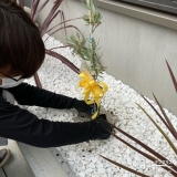 オリーブ植樹の様子