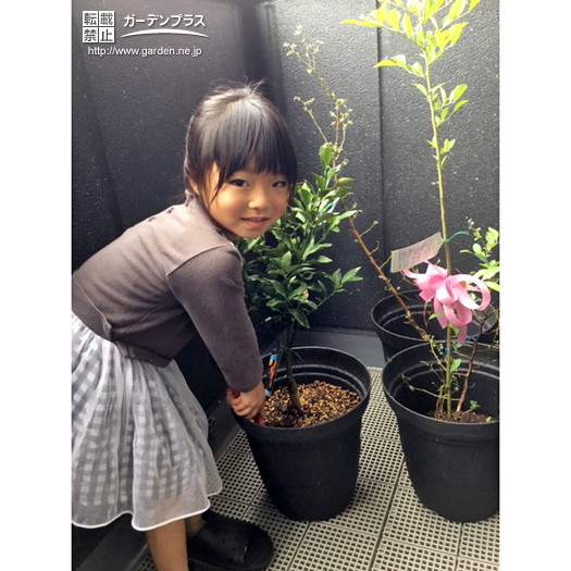 植樹の様子