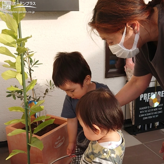 植樹の様子