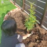 植樹の様子