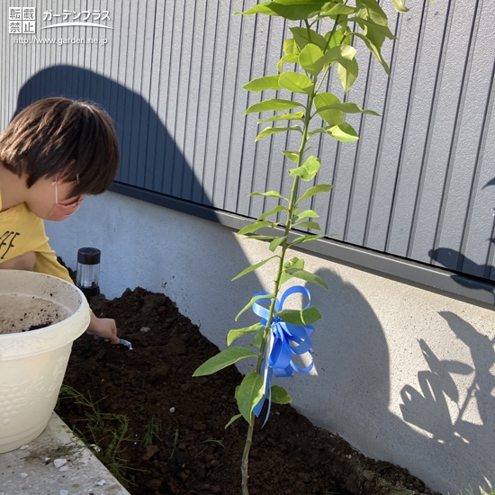 レモン植樹の様子