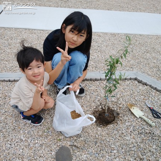 オリーブ植樹の様子