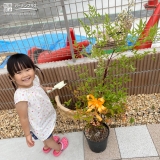 ナンテン植樹の様子