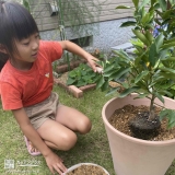 植樹の様子①