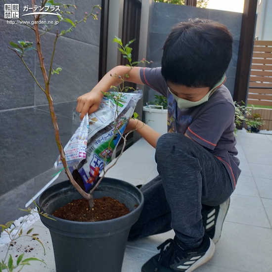 ブルーベリー植樹の様子